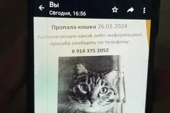 Пропала кошка: Ленинградская д.53, Хабаровск
