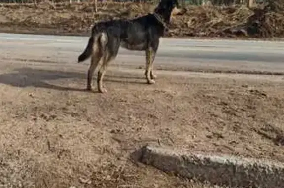 Найдена собака в Шапки, 41А-003
