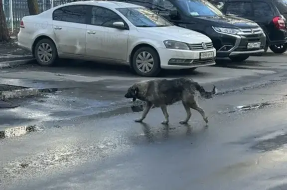 Найдена собака: Ушакова, д.8, Москва