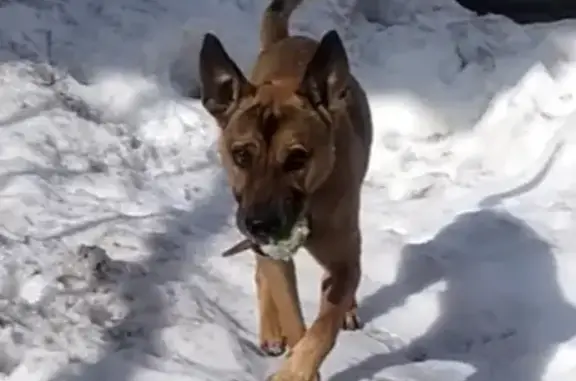 Найдена собака в п. Озёрный, Новосибирск