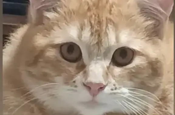 Кошки потеряшки, , фото: Потеряшка кошка, Полевая ул., Б. Давыдово