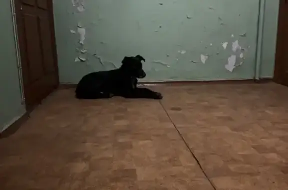 Найдена собака: Цусимская ул., 31а, Донецк
