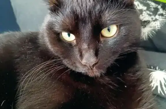 Пропала черная кошка, ул. Пискунова, 59