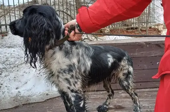 Найден пес в парке, ул. Кирова, Ижевск