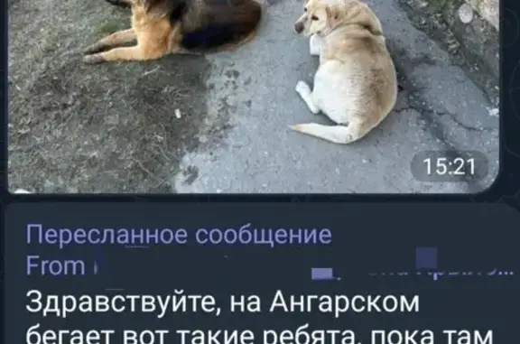 Найдена собака на Ангарской 73, Волгоград