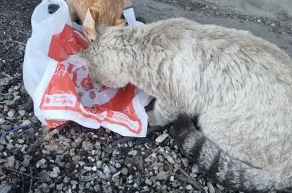 Найдены коты Ленинский пр. Йошкар-Ола