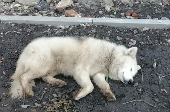 Найдена собака на Ленина, 14, Богородицк