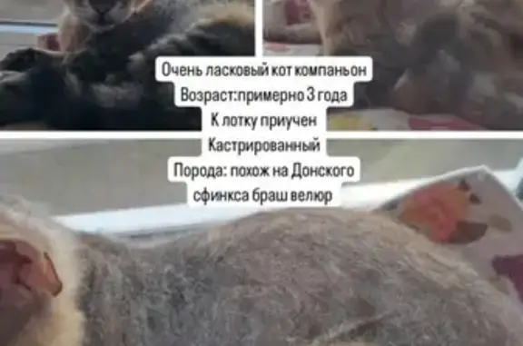 Найден кот: ул. Энтузиастов, 6А