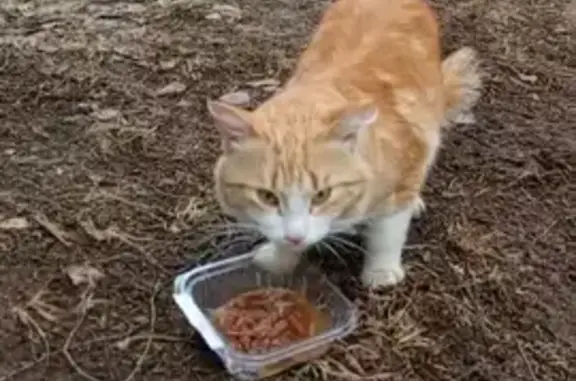 Найден рыжий котик, Йошкар-Ола