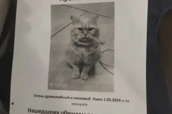 Пропал рыжий кот, Казань, Краснокамская, 2