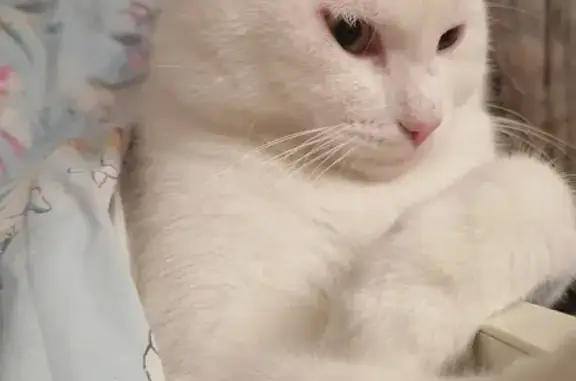 Кошки потеряшки, Санкт-Петербург, фото: Потеряшка кот Вук: Московский пр., 54