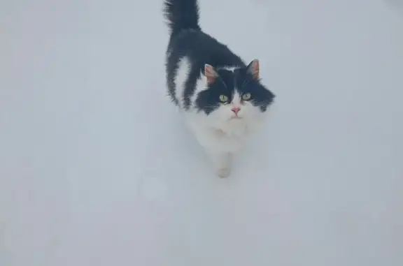 Найдена кошка Ленинградка, Ногинск