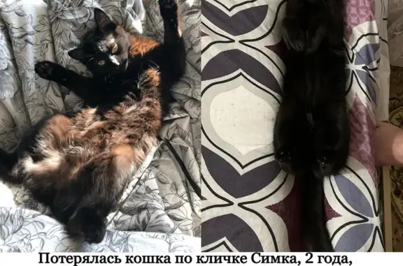 Пропала кошка Симка, ул. Комарова, 4