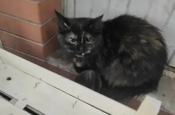 Найдена кошка на Уральской, Краснодар