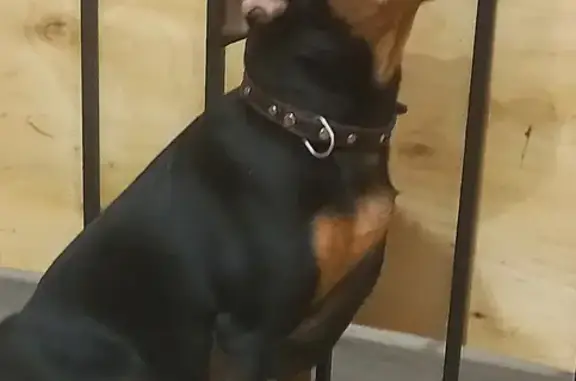 Найдена собака у вокзала Йошкар-Ола