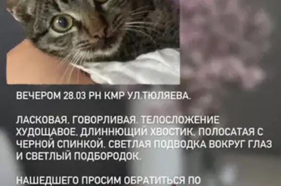 Пропала кошка: ул. Тюляева, 12, Краснодар