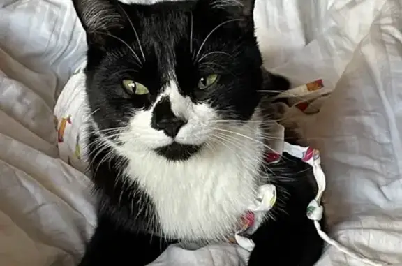 Пропал черно-белый кот, Салаирский, 36