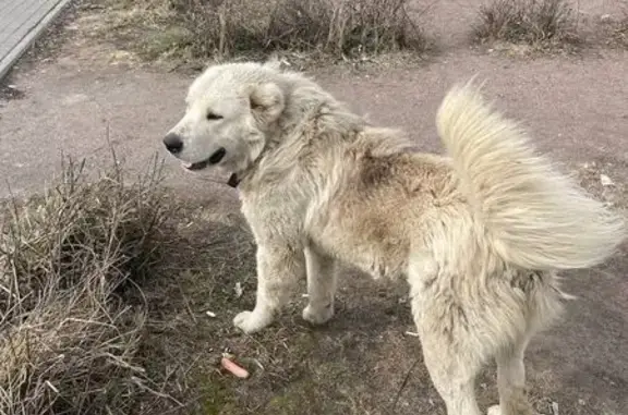Найдена собака на М4, 86 км, «Нева»