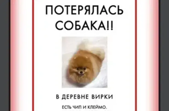 Пропала собака: Колтушское, Лен. обл.