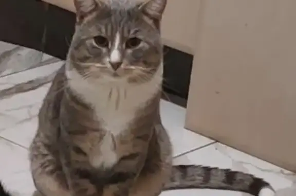 Кошки потеряшки, Санкт-Петербург, фото: Потеряшка кот 