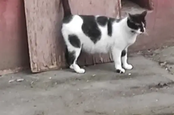 Найдена кошка, Борисовская ул., 33