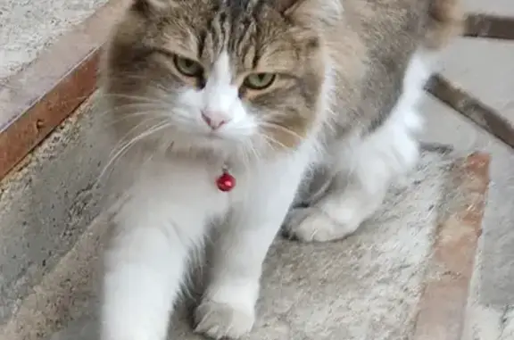 Найдена кошка: Дачная ул., 11А, Красногорск