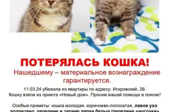 Пропала кошка: Искровский, 26