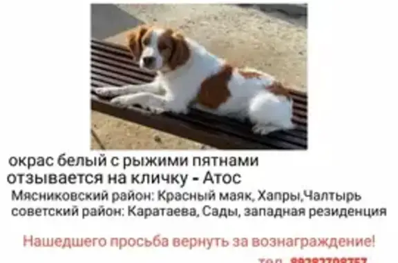 Пропала собака: Заводская ул., 5