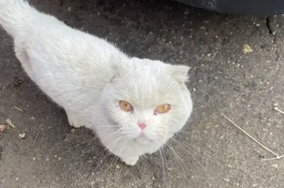 Найдена кошка: ул. Островского, Кстово