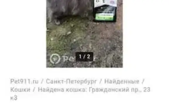Пропала кошка, Гражданский пр., СПб