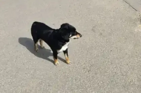 Собака найдена: Астраханская ул., 187В