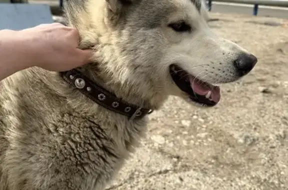 Найдена собака, ул. Петра Витера, Казань