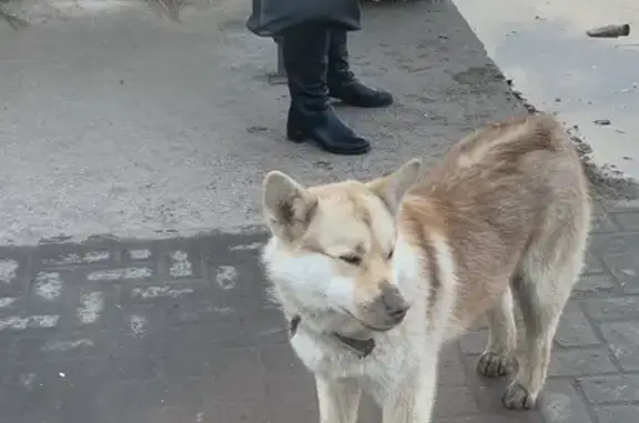 Найдена собака в Ново-Талицы, Р152