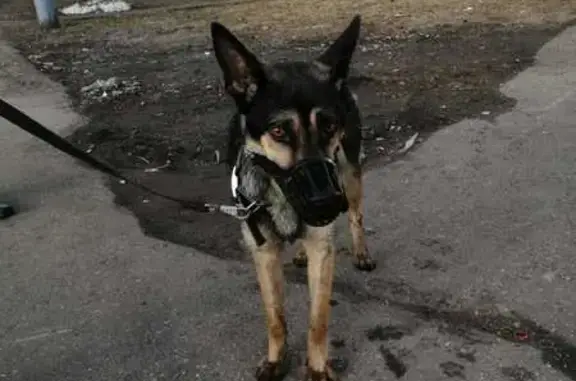 Найдена собака на Берёзовой аллее