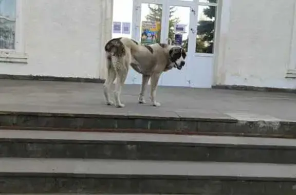 Найдена собака: Южная ул., Железноводск