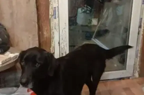 Пропала собака у Хабаровск-2