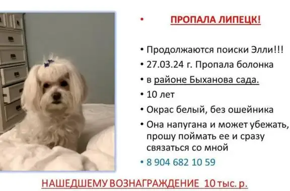 Пропала собака: Плеханова, 3, Липецк