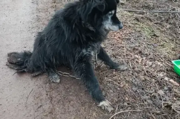 Найдена собака в Тальжино, Кемерово