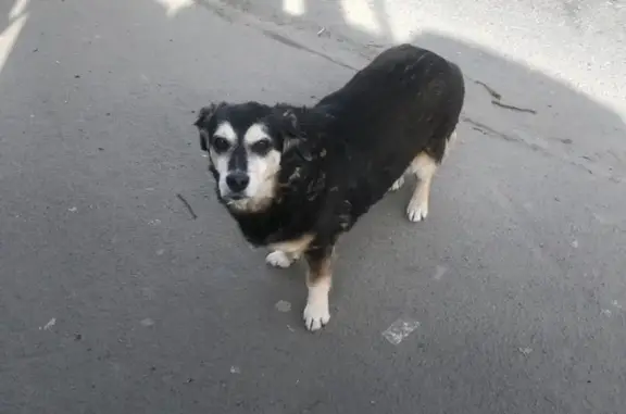 Найдена собака: Садовая/Братский, Ростов