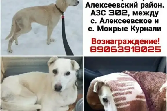 Пропала 3-ногая собака, Казань