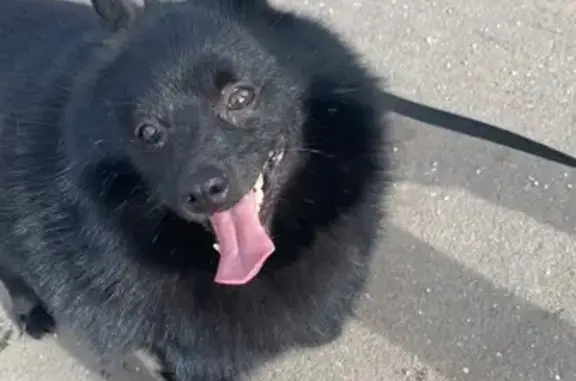Найдена собака у метро Первомайское