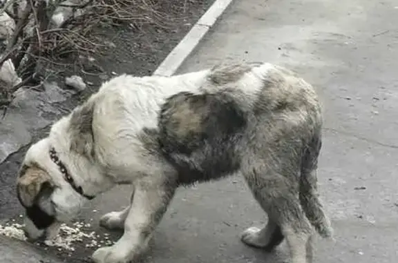 Найден щенок, Учебная ул., Омск, +79045838206