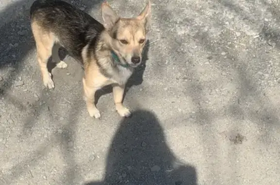 Найдена собака: Бородинская 14А
