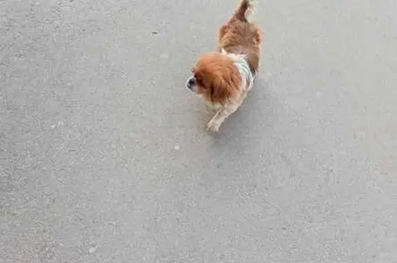 Найдена собака: Московская, 14