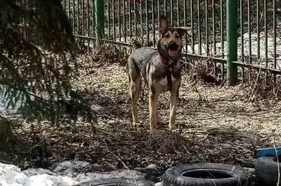 Найдена собака у гимназии №23, Челябинск