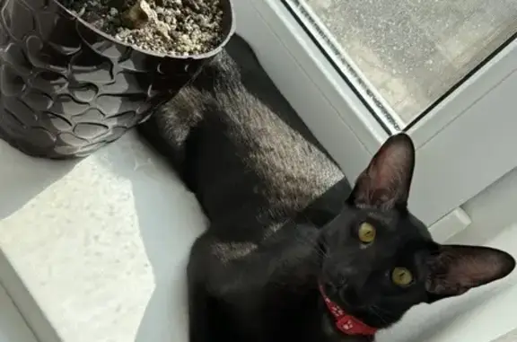 Пропал черный кот: Бургасская, 26
