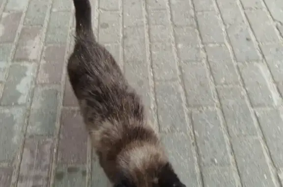 Найдена кошка на Взлётной ул., Калуга
