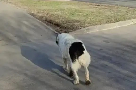 Найдена собака на ул. Островитянова