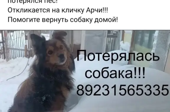 Пропала собака, Новосибирск