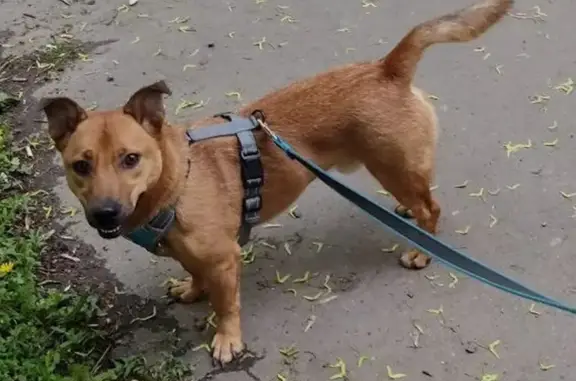 Пропала собака, Москва, ул. Бирюзова